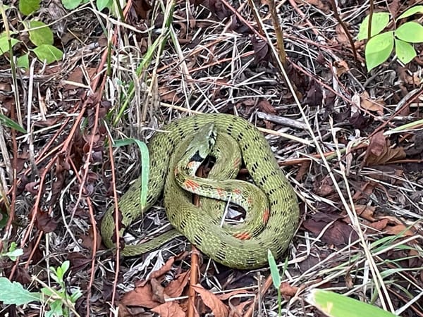 뱀 퇴치할수 있는 방법 모음
