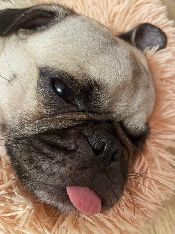 여름날 강아지 산책