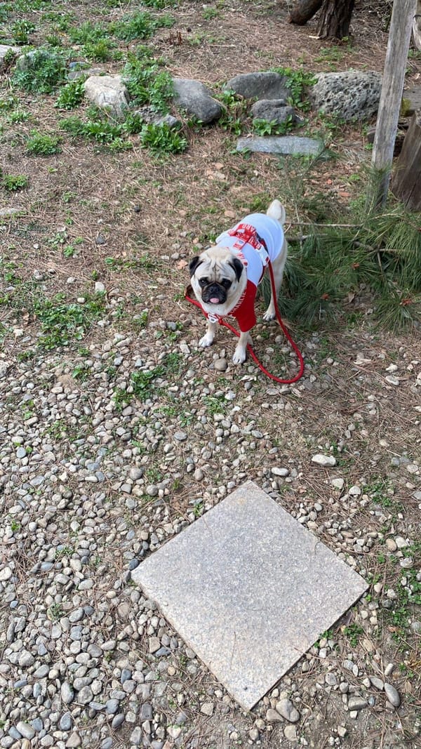 앞마당 뒷마당 잡초 상황