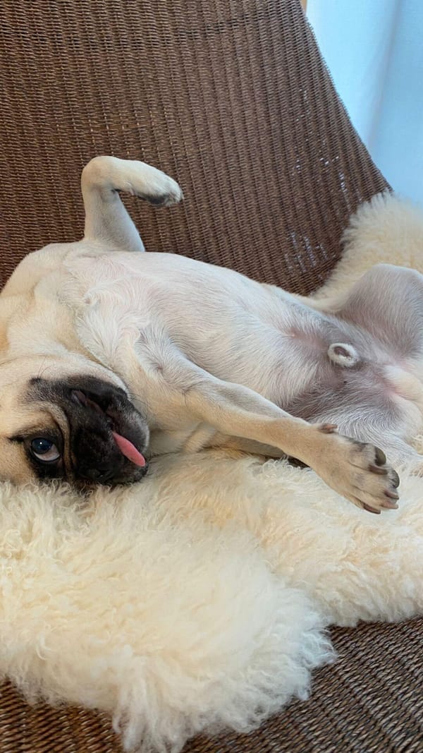 시골 강아지 토토 image