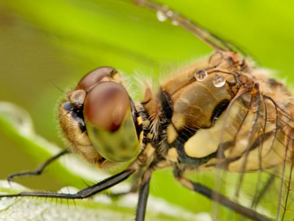 곤충 곤충한 사진 image