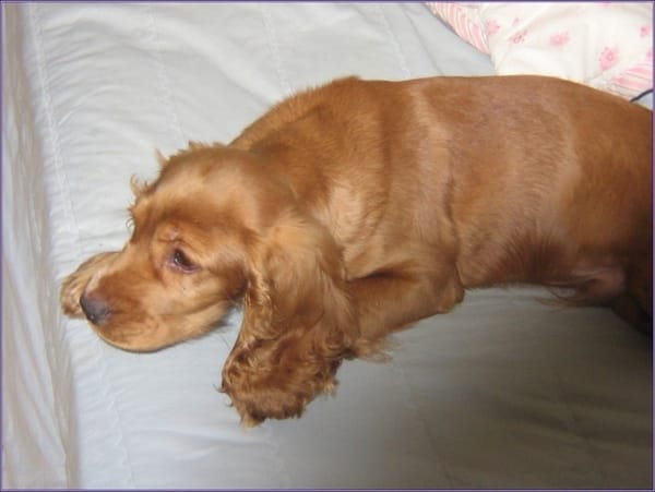 2004년 3월 걍쥐 한마리에 대한 기억..ㅋㅋ