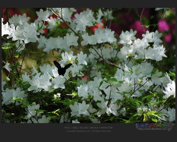 날도 좋고 빛도 좋은 쌍계사