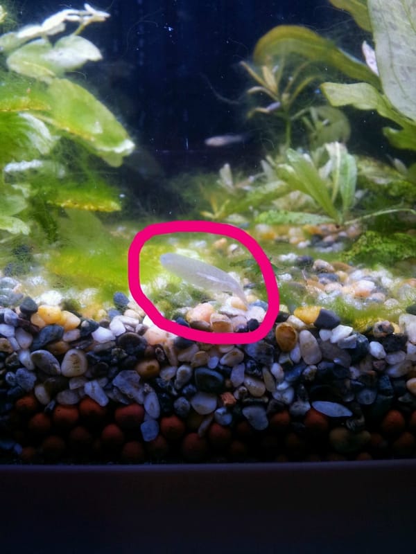 그 어항속엔 귀신이 산다 ㄷ ㄷ ㄷ