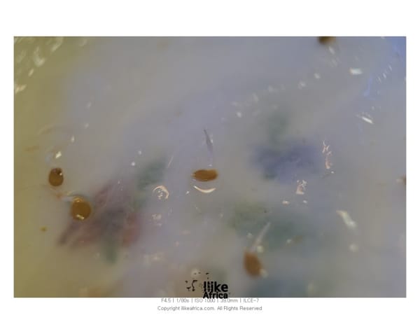 토마토 쥬스에서 싹이 났다 ㅋㅋㅋㅋ