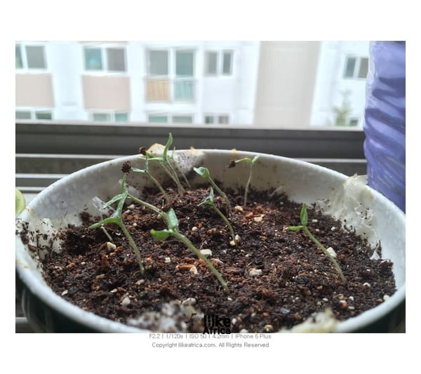 토마토 4일째 ㅋㅋ