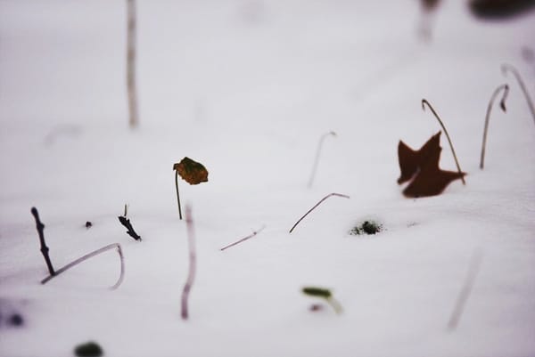 베를린에 첫눈이 내렸다.