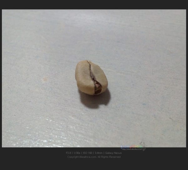 커피나무 키우기1