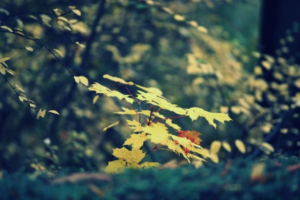 Paul-Zobel-Straße in Berlin