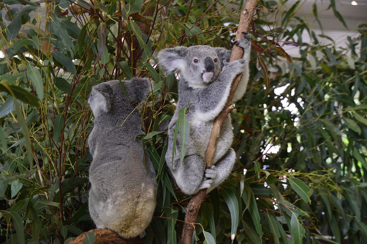 Explore Brisbane in Australia - Main View